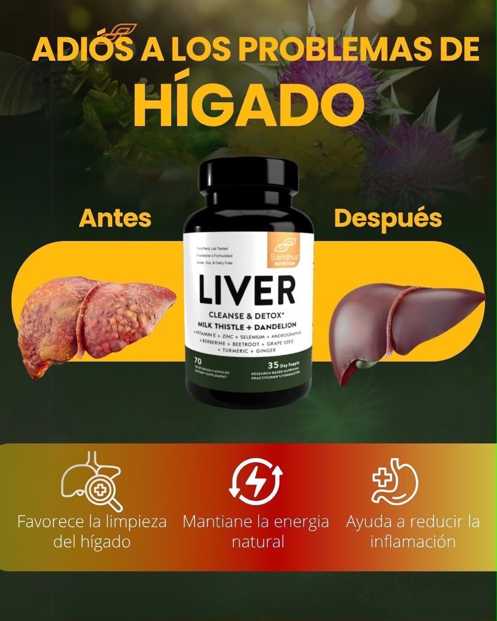 Liver